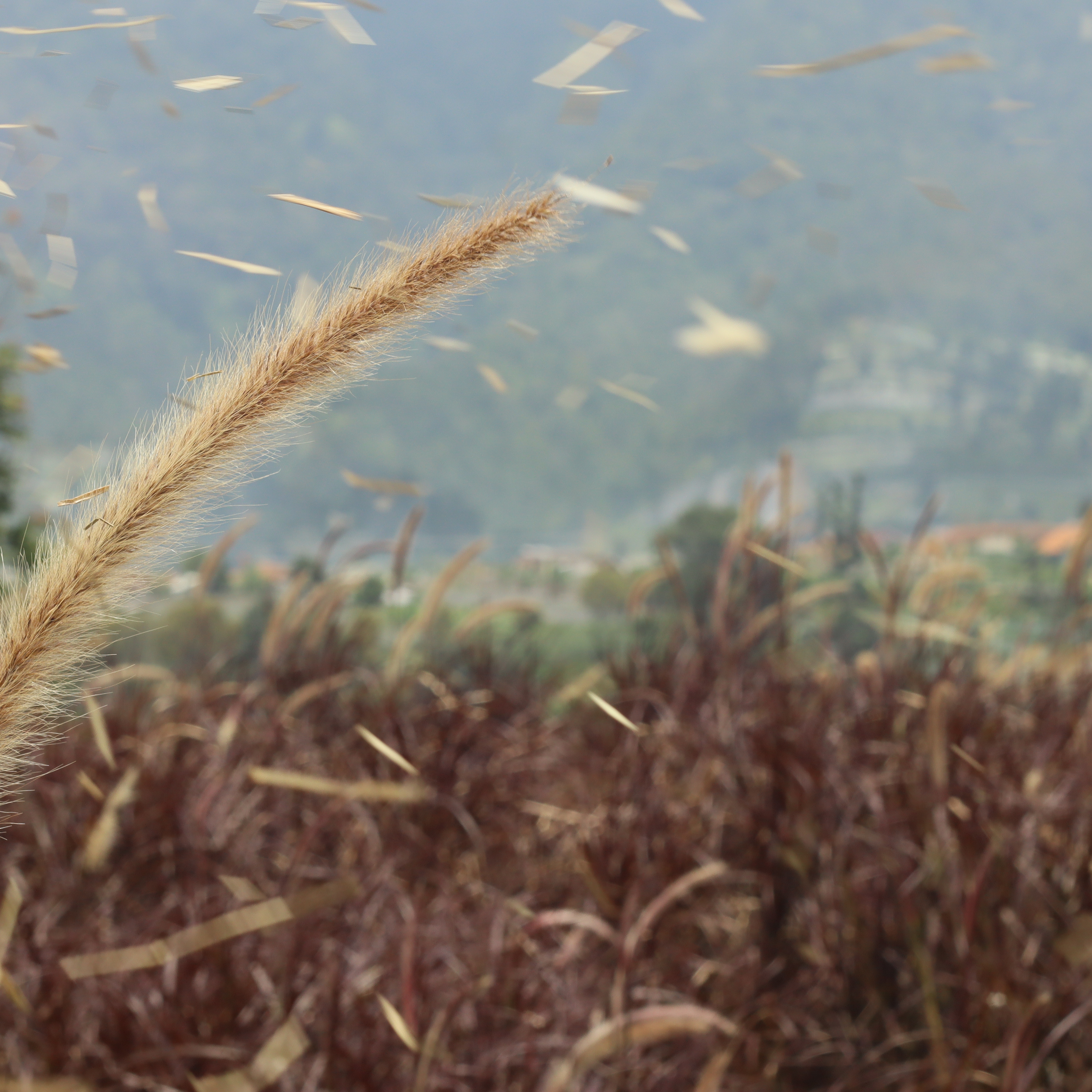 Nature Macro: Grass in the Wind